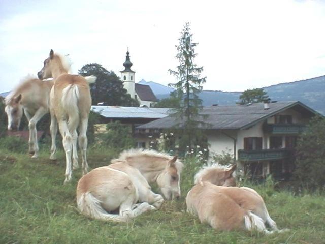 Campingplatz Torrenerhof 골링안데살자흐 외부 사진